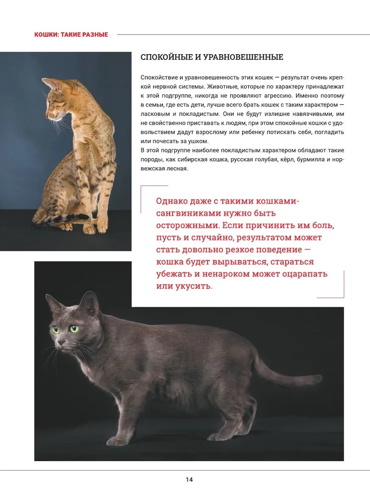 Kotki. Duża wizualna encyklopedia