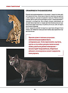 Kotki. Duża wizualna encyklopedia
