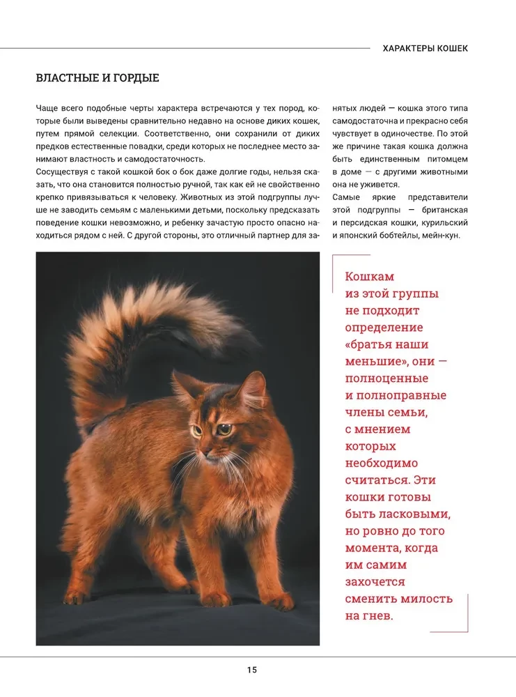 Kotki. Duża wizualna encyklopedia