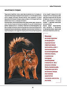 Kotki. Duża wizualna encyklopedia