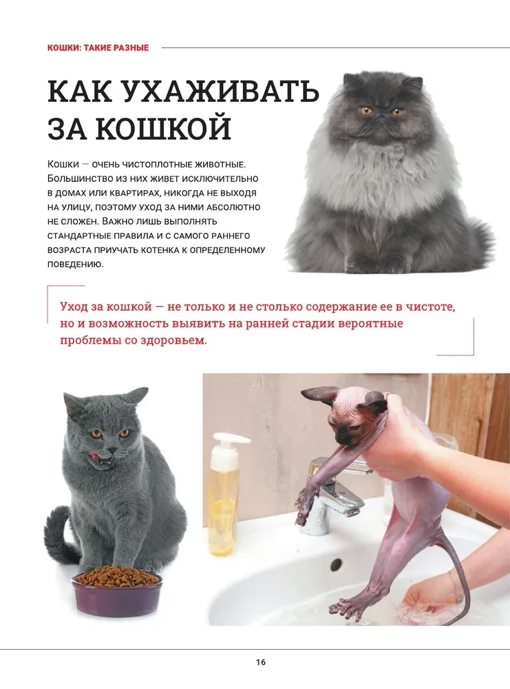 Kotki. Duża wizualna encyklopedia