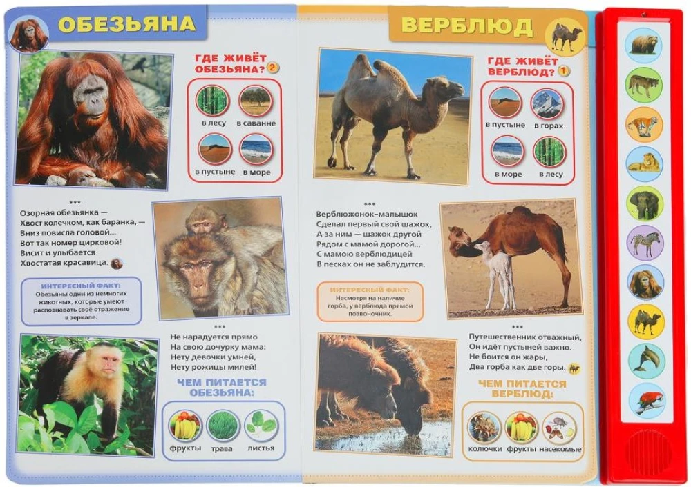 Wild Animals