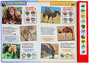 Wild Animals