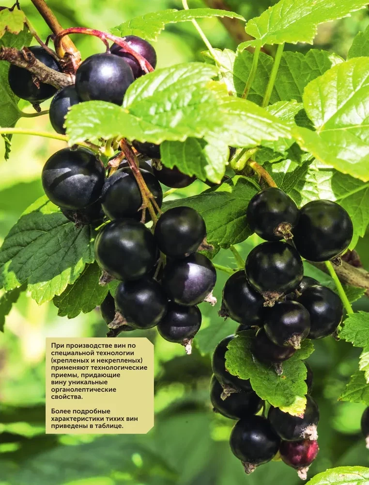Wino owocowo-jagodne. Technologia domowego przygotowania