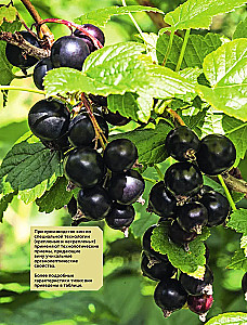 Wino owocowo-jagodne. Technologia domowego przygotowania