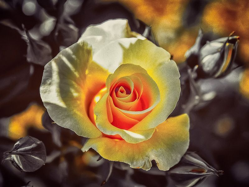 Diamant-Mosaik - Tee-Rose