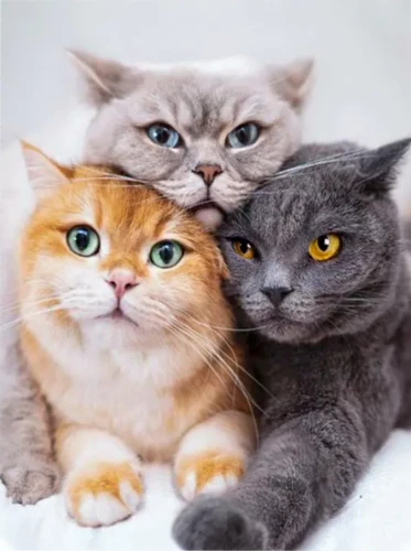 Painting by Numbers - Three Cute Cats