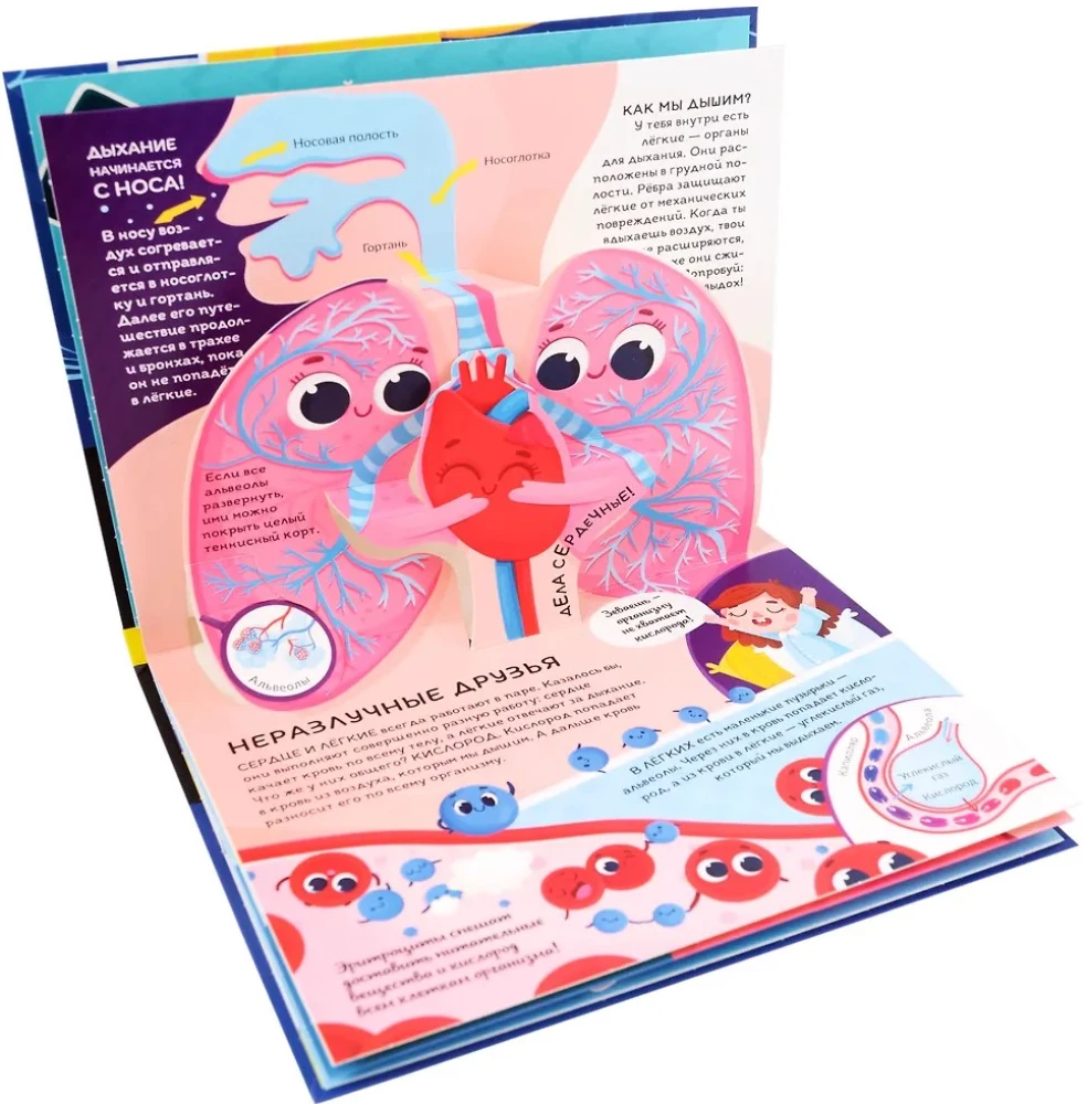 Dinozaury. Kosmos. Samochody. Dzikie zwierzęta. Zwierzęta domowe. Anatomia (6 książek z objętościowymi ilustracjami POP-UP)