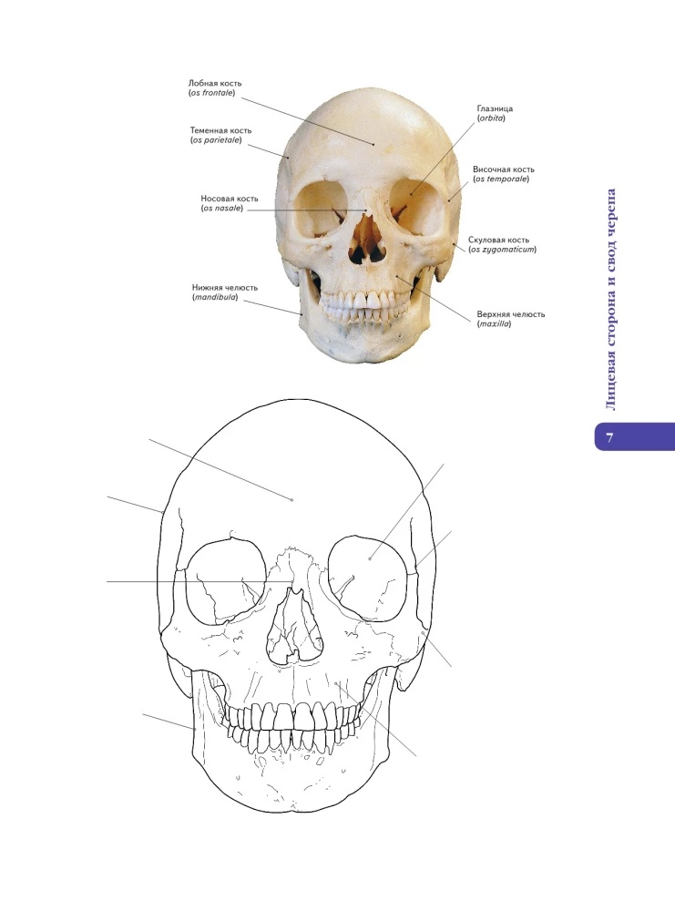 Anatomy of Abrahams. Atlas Coloring Book