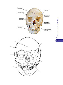 Anatomy of Abrahams. Atlas Coloring Book