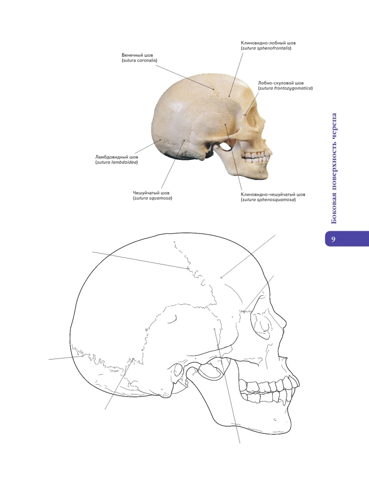 Anatomy of Abrahams. Atlas Coloring Book