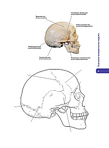 Anatomy of Abrahams. Atlas Coloring Book