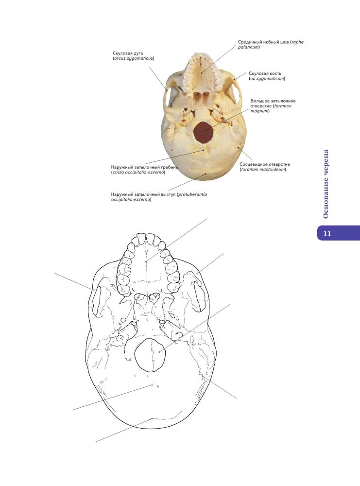 Anatomy of Abrahams. Atlas Coloring Book