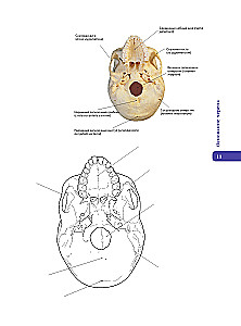 Anatomy of Abrahams. Atlas Coloring Book