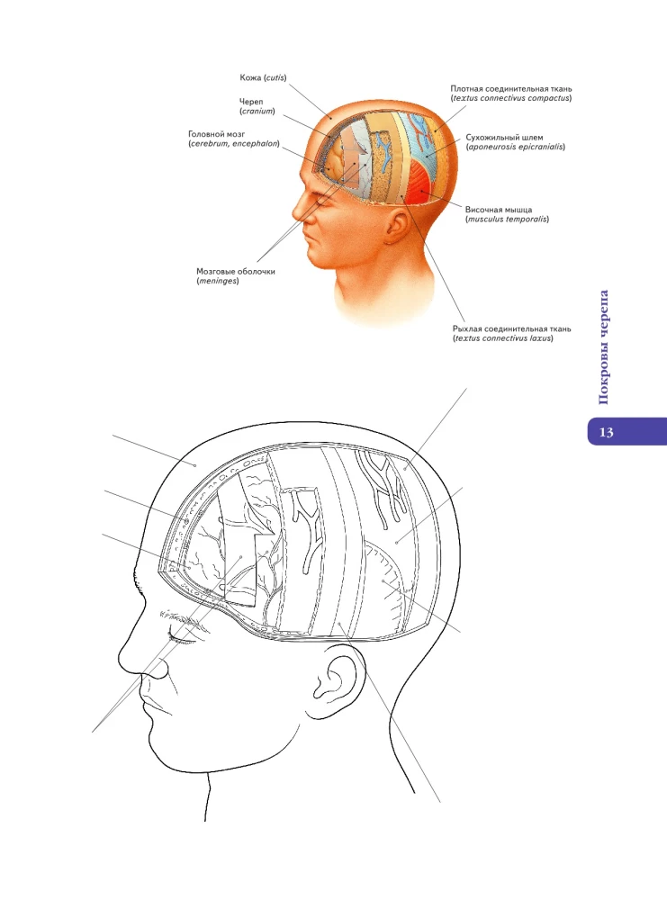 Anatomy of Abrahams. Atlas Coloring Book