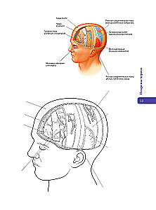 Anatomy of Abrahams. Atlas Coloring Book