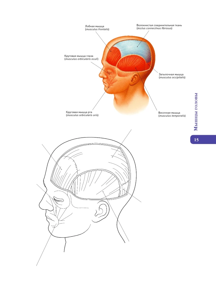 Anatomy of Abrahams. Atlas Coloring Book