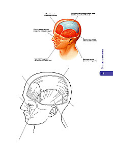 Anatomy of Abrahams. Atlas Coloring Book