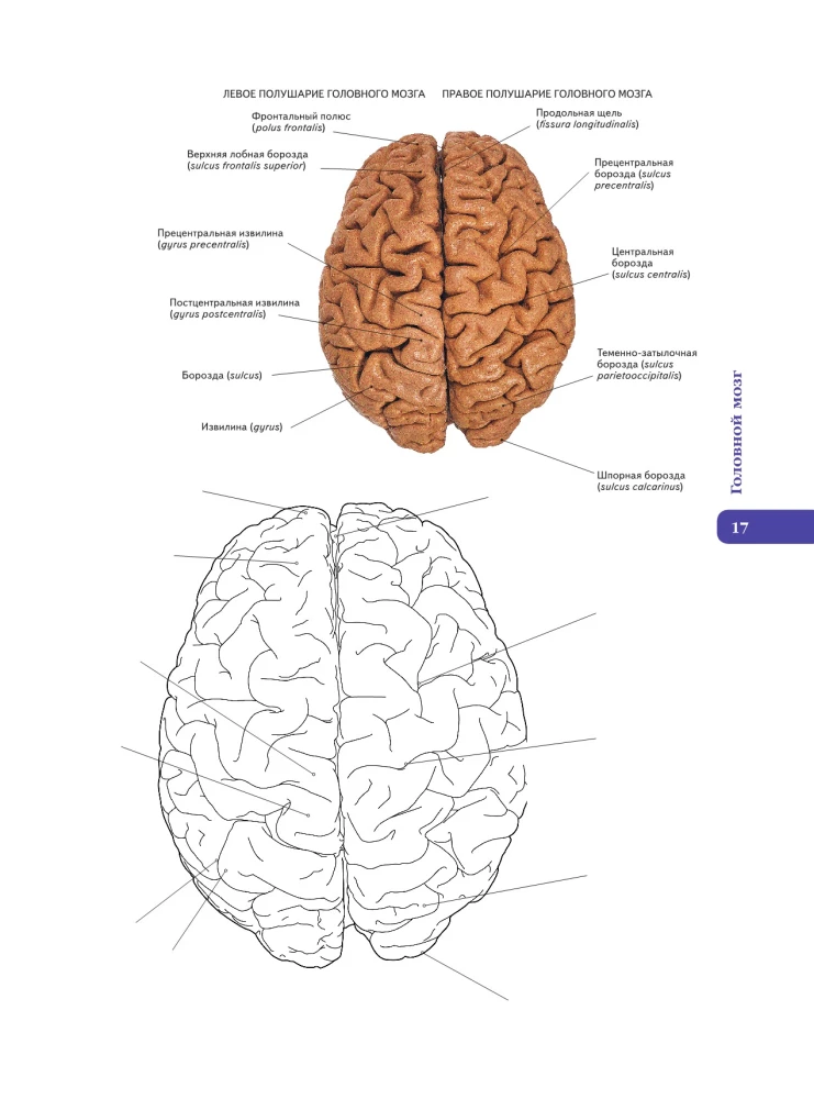 Anatomy of Abrahams. Atlas Coloring Book