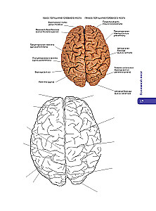 Anatomy of Abrahams. Atlas Coloring Book