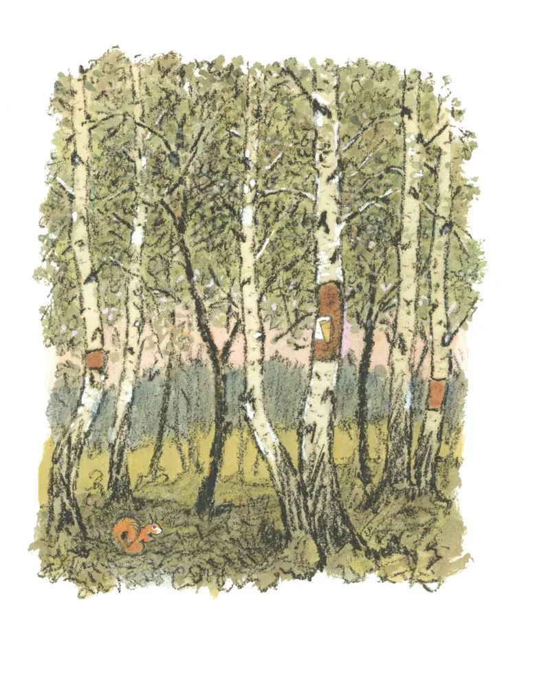 Birch Bark Straw