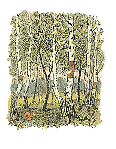 Birch Bark Straw
