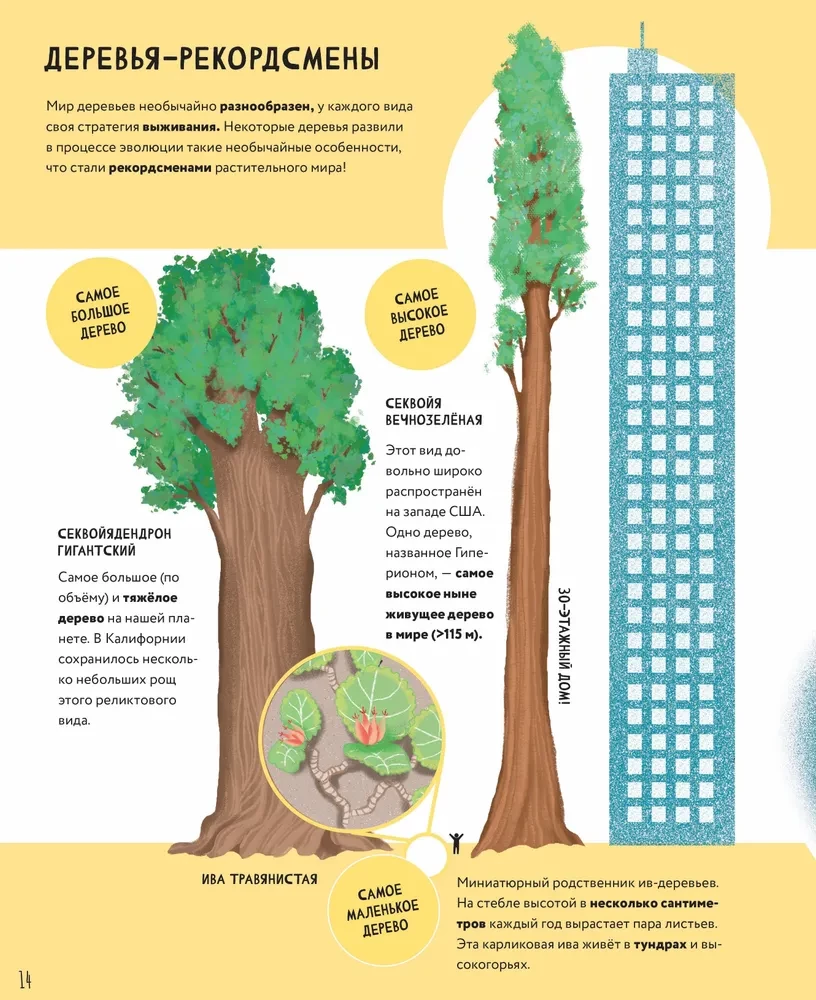 The Secrets of Trees