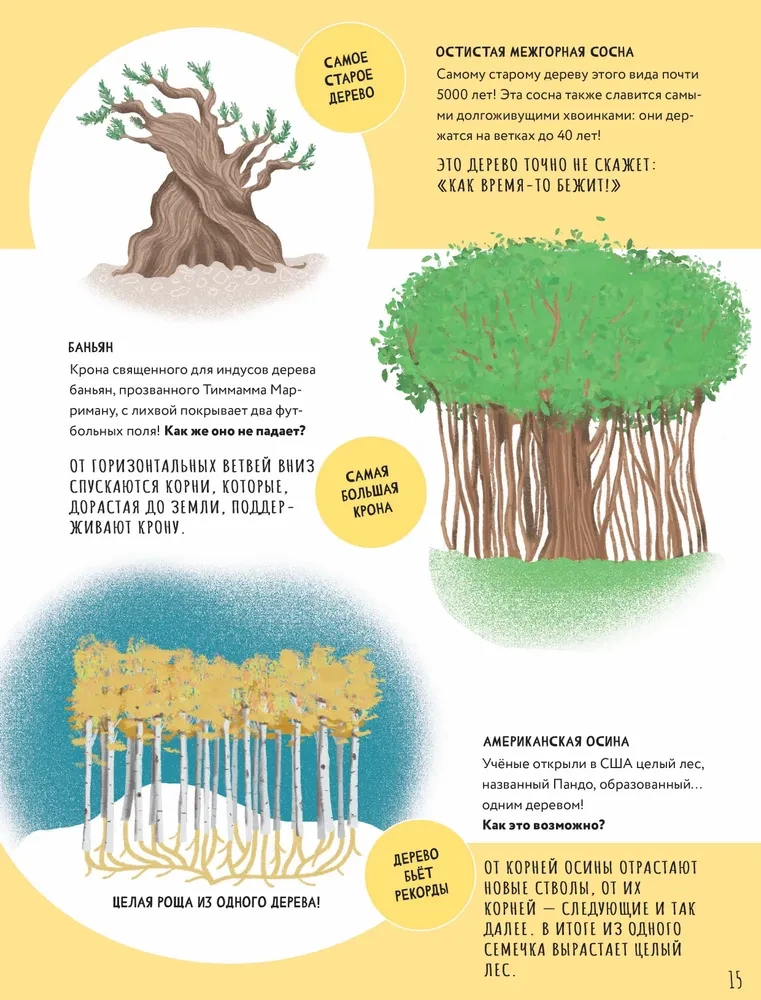 The Secrets of Trees