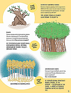 The Secrets of Trees