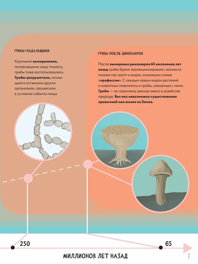 The Secrets of Mushrooms