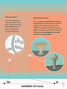 The Secrets of Mushrooms