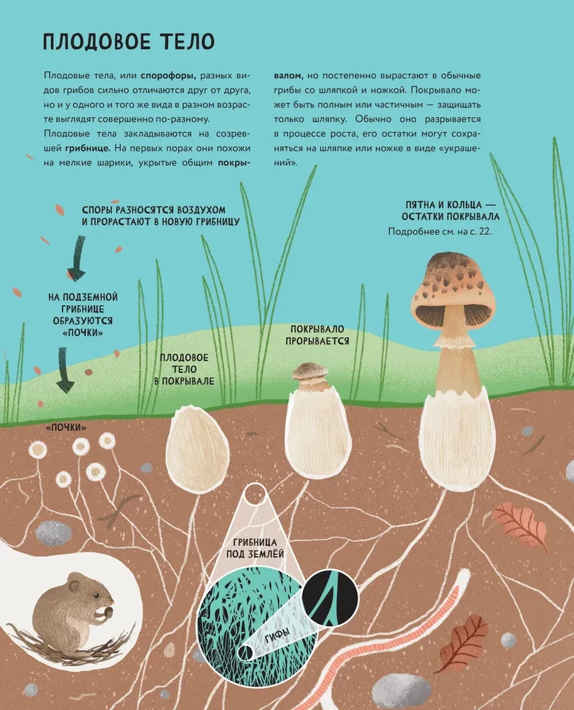 The Secrets of Mushrooms