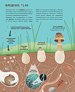 The Secrets of Mushrooms