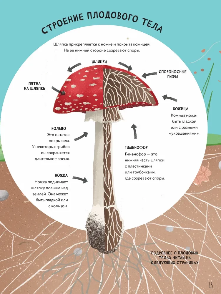 The Secrets of Mushrooms