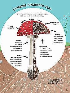 The Secrets of Mushrooms