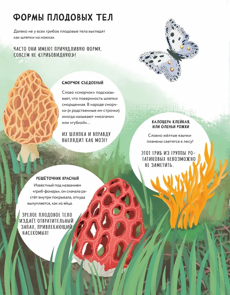 The Secrets of Mushrooms