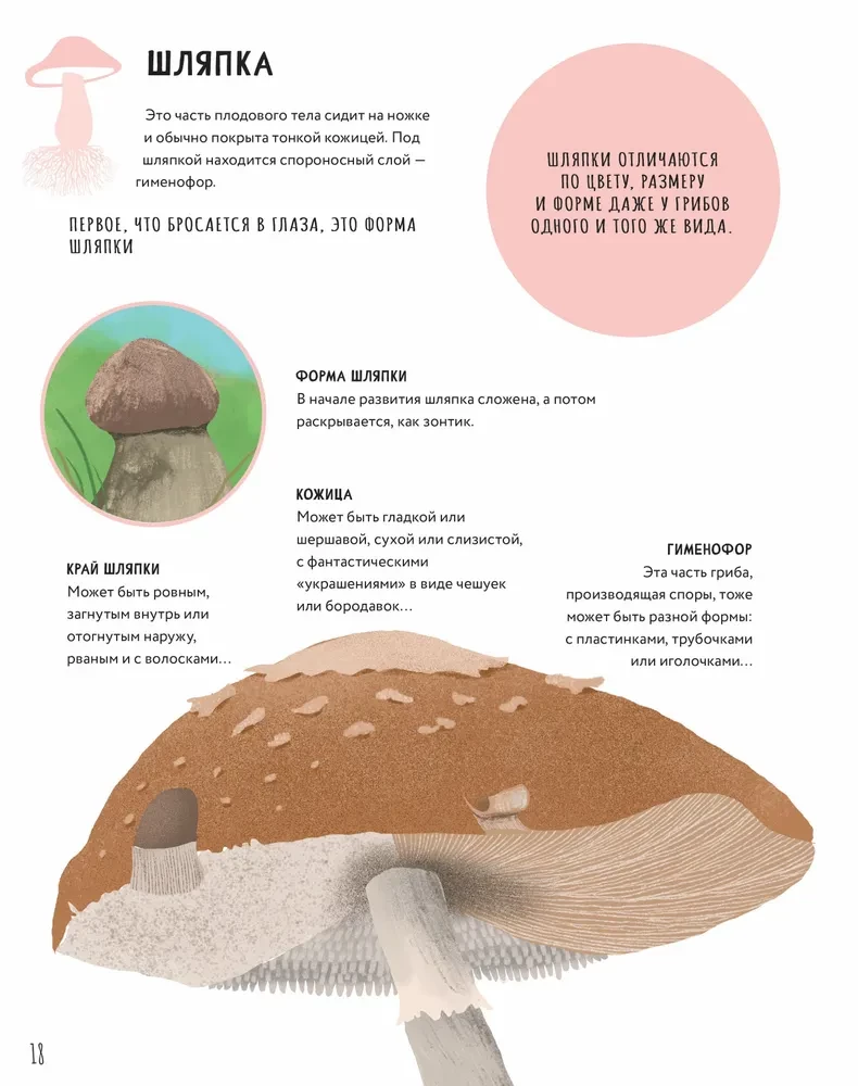 The Secrets of Mushrooms