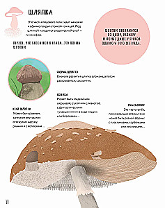 The Secrets of Mushrooms