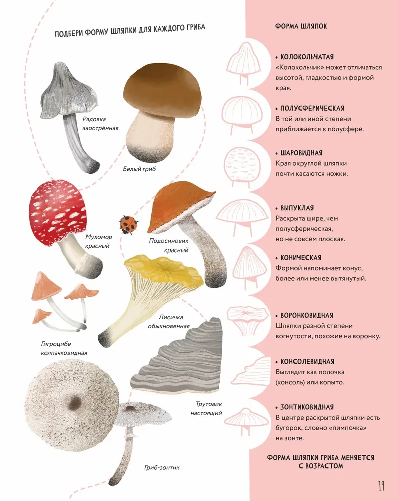The Secrets of Mushrooms