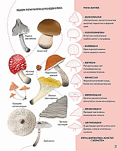 The Secrets of Mushrooms
