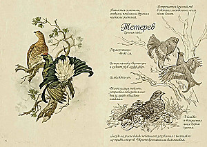 Ptaki lasu. Artbook