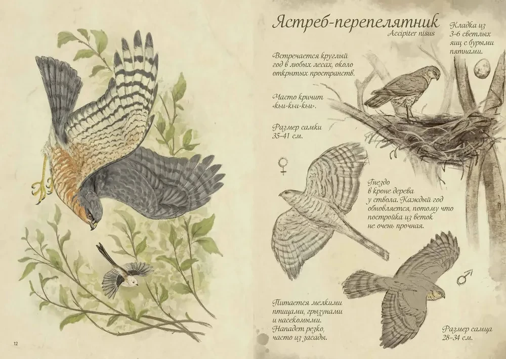 Ptaki lasu. Artbook