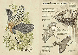 Ptaki lasu. Artbook