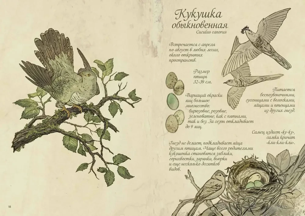 Ptaki lasu. Artbook