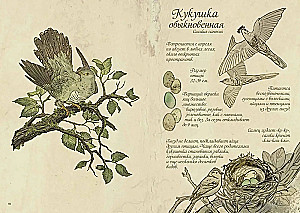 Ptaki lasu. Artbook