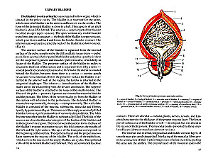 Human Anatomy. A textbook for students of medical universities. In 2 volumes. Volume 2