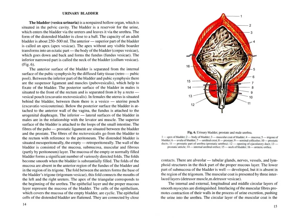 Anatomia człowieka. Podręcznik dla studentów uczelni medycznych. W 2 tomach. Tom 2