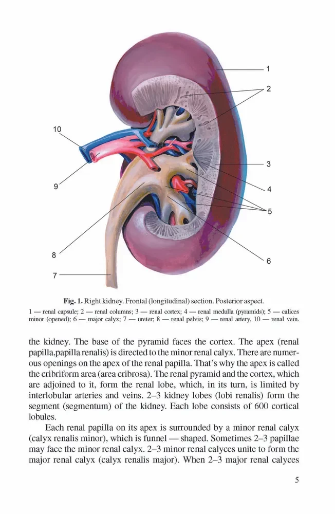 Anatomia człowieka. Podręcznik dla studentów uczelni medycznych. W 2 tomach. Tom 1