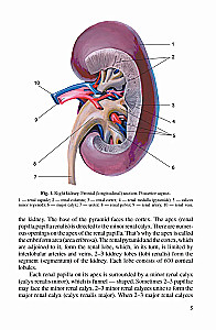 Anatomia człowieka. Podręcznik dla studentów uczelni medycznych. W 2 tomach. Tom 1