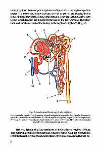 Anatomia człowieka. Podręcznik dla studentów uczelni medycznych. W 2 tomach. Tom 1